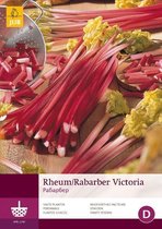 2 stuks 1 Rheum-Rabarber Victoria