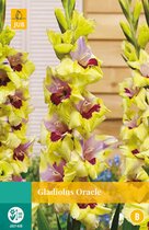 2 stuks Gladiolus Oracle 5 bollen