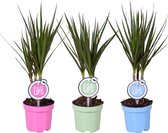 Kamerplanten van Botanicly – 3 × Drakenboom – Hoogte: 40 cm – Dracaena Marginata