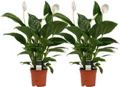 Kamerplanten van Botanicly – 2 × Lepelplant  – Hoogte: 60 cm – Spathiphyllum Vivaldi