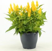 Bloem van Botanicly – Celosia argentea Kelos Fire – Hoogte: 40 cm