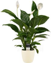 Kamerplant van Botanicly – Lepelplant  incl. crème kleurig sierpot als set – Hoogte: 60 cm – Spathiphyllum Vivaldi