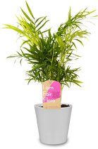 Kamerplant van Botanicly – Mexicaanse Bergpalm incl. sierpot wit als set – Hoogte: 45 cm – Chamaedorea elegans