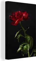 Une seule pivoine rouge avec un fond noir Toile 20x30 cm - petit - Tirage photo sur Toile (Décoration murale salon / chambre) / Peintures Fleurs sur toile