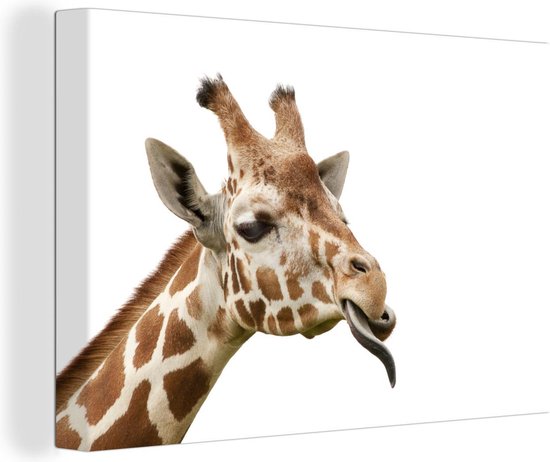 Girafe qui sort la langue devant une toile de fond blanc 2cm 120x80 cm - Tirage photo sur toile (Décoration murale salon / chambre) / Animaux sauvages Peintures sur toile