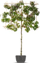 Liquidambar styraciflua | amberboom als leiboom | Stamomtrek: 4-6 cm | Stamhoogte: 120 cm