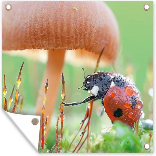 Coccinelle sous un champignon pendant la ros e du matin affiche de