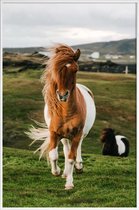 JUNIQE - Poster in kunststof lijst Shetland Pony's -20x30 /Bruin &