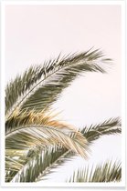 JUNIQE - Poster Oasis Palm 3 -60x90 /Groen