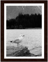 Foto in frame ,  Een Zeemeeuw op een rots , 3 maten , Zwart wit , wanddecoratie , Premium print