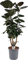 Plantjescoren.nl Decorum Polyscias Fabian vertakt
