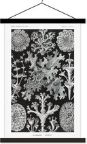 Schoolplaat - Vintage - Ernst Haeckel - Bloemen - Botanisch - Boho - Zwarte Latten - Posterhanger - 60x90