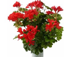 TopArt Kunstbloemen boeket Oostenrijkse Geranium rood 40 cm - Set van 5x stuks - Kunstplanten met bloemen