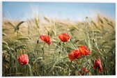 WallClassics - PVC Schuimplaat - Rode Klaprozen in het Gras - 60x40 cm Foto op PVC Schuimplaat (Met Ophangsysteem)