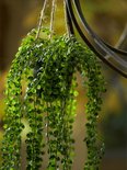 Groene hangplant met kleine, ronde blaadjes aan slingerende takken, gedetailleerde opname.