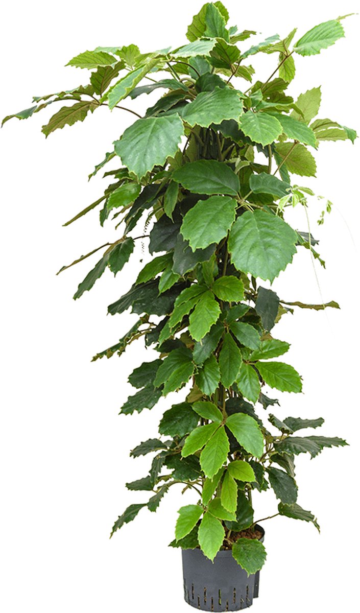 Hydroplant Tetrastigma Voinierianum