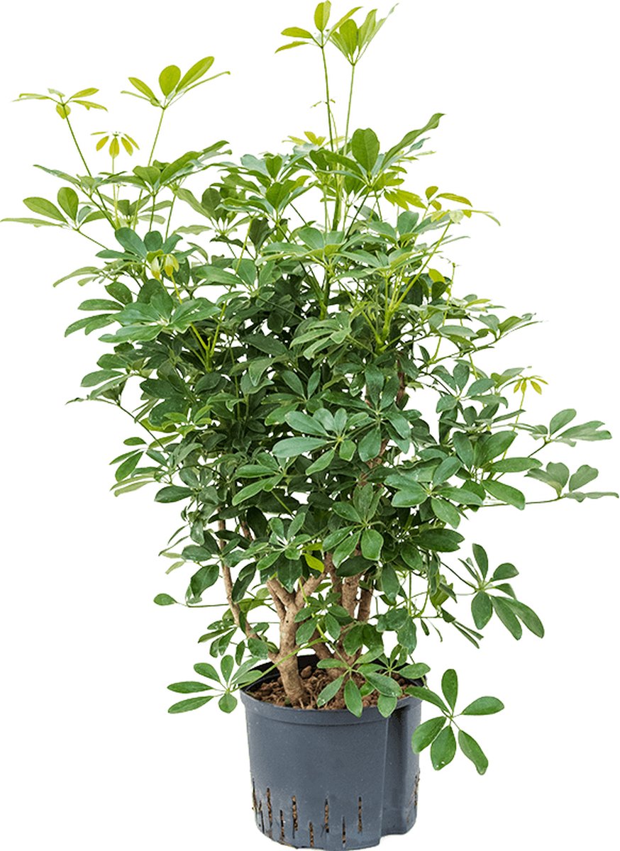 Hydroplant Schefflera Arboricola Compacta