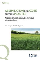 Synthèses - Assimilation de l'azote chez les plantes