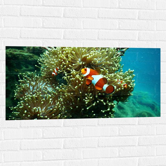 WallClassics - Muursticker - Clownvis bij Koraal - 100x50 cm Foto op Muursticker