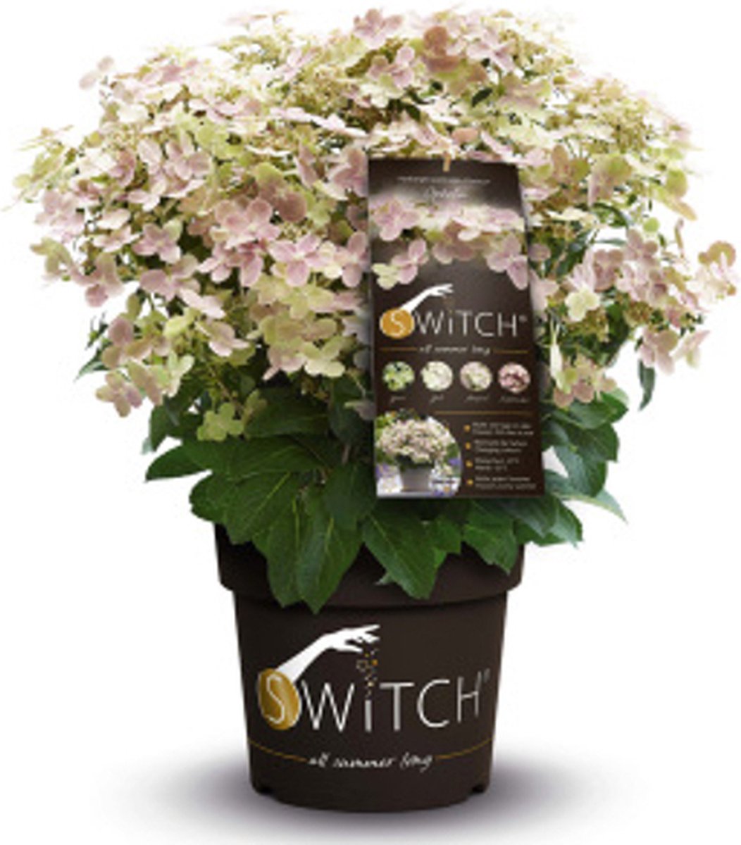 Hortensia Hydrangea Switch Ophelia Tuinplant die van Kleur Verandert