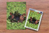 Puzzel Nijlpaard - Water - Planten - Legpuzzel - Puzzel 1000 stukjes volwassenen