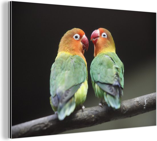 Wanddecoratie Metaal - Aluminium Schilderij Industrieel - Lovebirds papegaaitjes fotoprint - 90x60 cm - Dibond - Foto op aluminium - Industriële muurdecoratie - Voor de woonkamer/slaapkamer