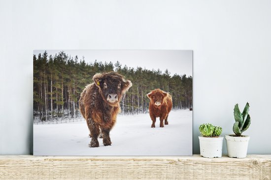 Deux veaux écossais Highlander Aluminium 30x20 cm - petit - Tirage photo sur aluminium (décoration murale métal)