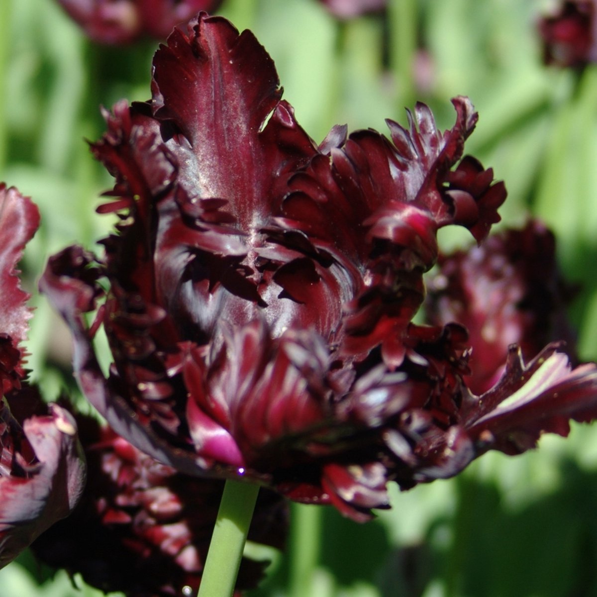 Tulp Black Parrot | 10 stuks | Parkiet | Zwart | Tulpenbollen