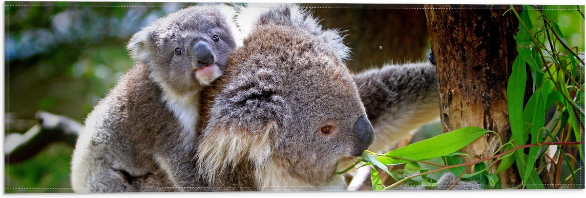 Vlag - Koala met Baby op de Rug - 60x20 cm Foto op Polyester Vlag