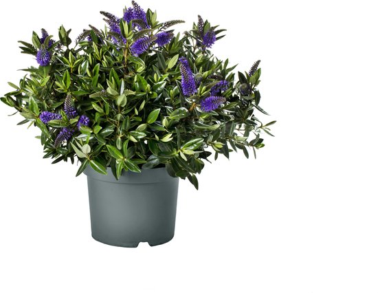 Foto: Addenda hebe donna blauw paars kwekerij roest bloeiende plant hoogte 50 cm