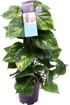 Decorum Scindapsus Mosstok 50 cm - Kap Scindapsus - Groene plant- Hoogte  50 cm
