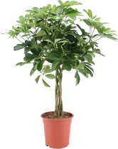 Schefflera Arboricola Nora - Bakker Mondo - Groene Plant- Hoogte  80 cm