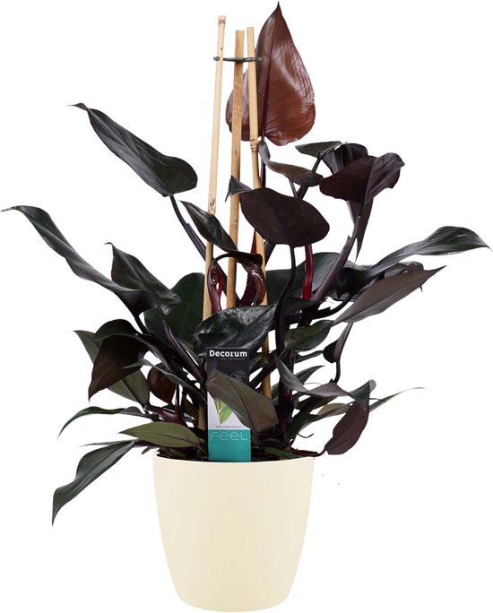Decorum Philodendron Ruby - Pyramide in ELHO Round (soap) - Kwekerij Montis...  | bol