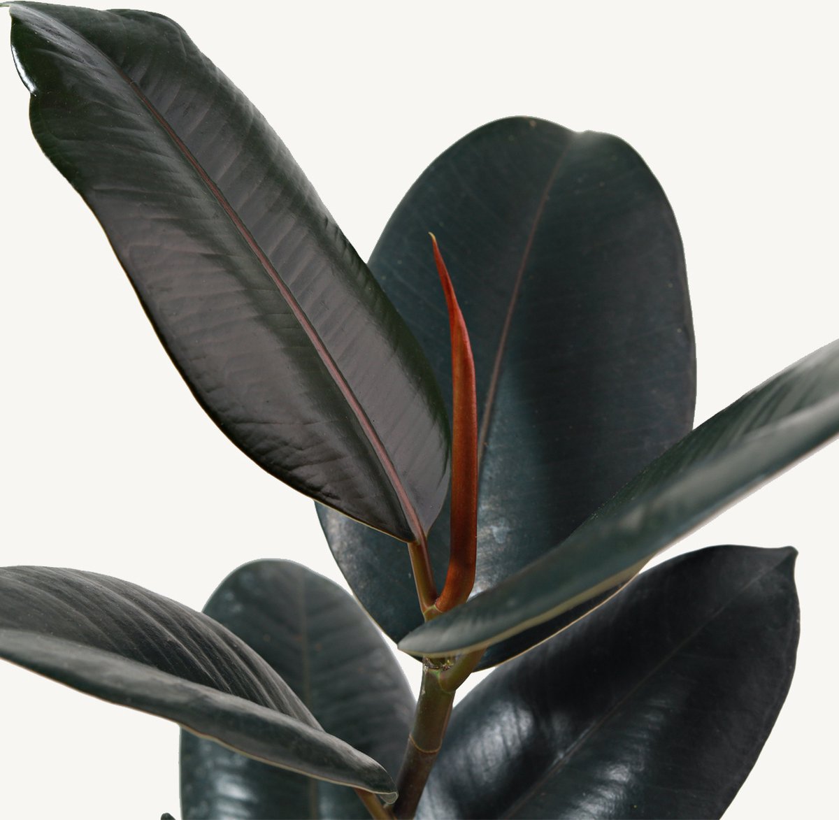 Hydroplant Ficus Elastica Abidjan