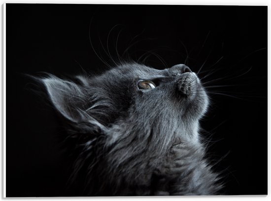 WallClassics - PVC Schuimplaat- Grijze Poes Starend naar Boven - 40x30 cm Foto op PVC Schuimplaat