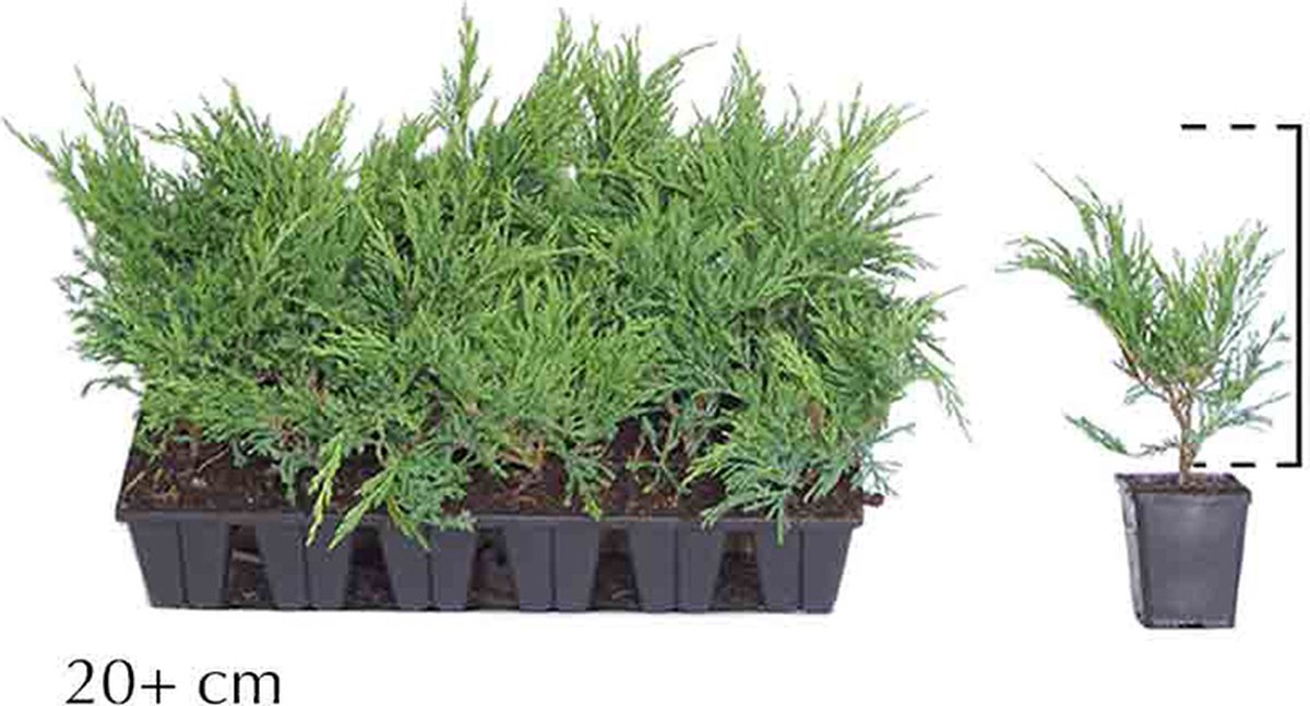 Plants Online - Haagplanten - Jeneverbes 'Andorra Compact' in - 0.7 liter pot --tray - set van 18 - Langzame groeier - Wintergroen - Geschikt als lage haag