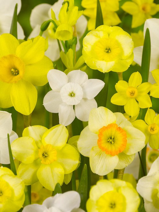 250x Jonquilles 'Narcissus en mélange' - Bulbes et plantes à fleurs BULBi® avec garantie de floraison