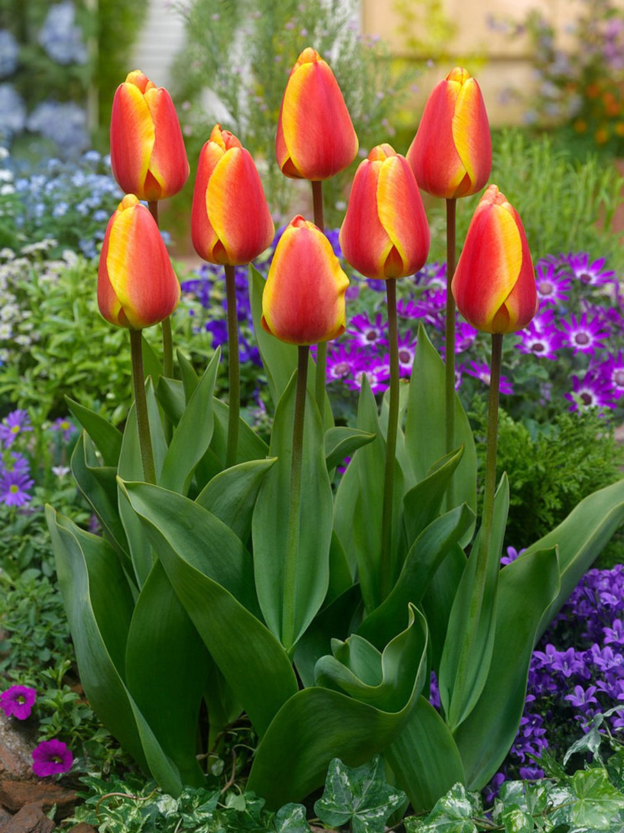250x Tulpen 'Apeldoorn's elite' - BULBi® Bloembollen met bloeigarantie