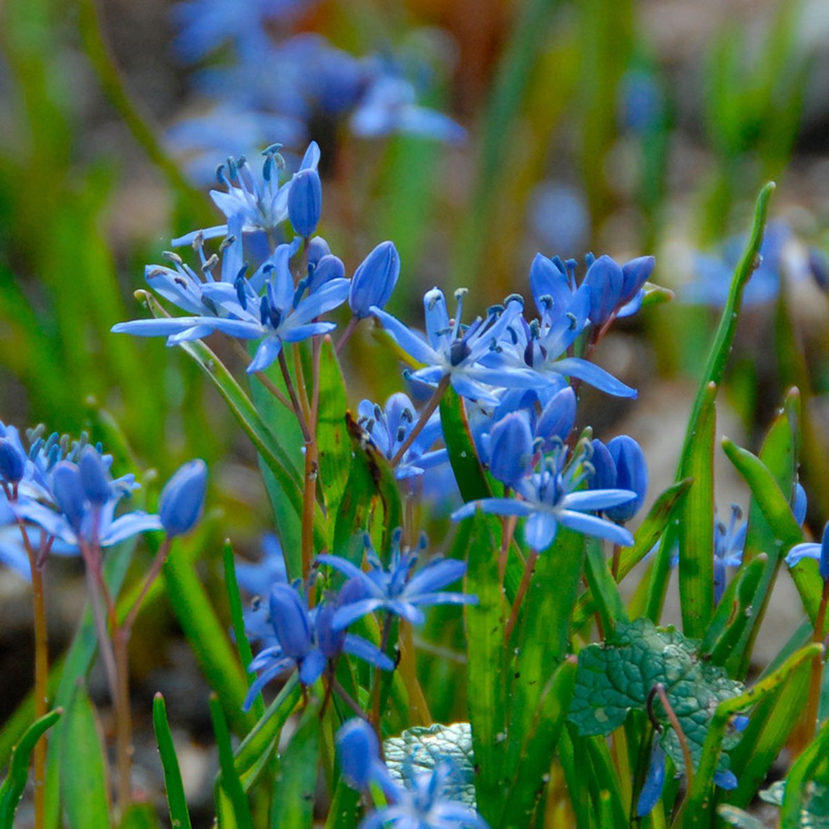 Scilla bifolia | 25 stuks | Blauw | verwilderend | Geschikt voor Pot