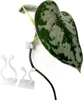 Zelfklevende plantenclips - 40 stuks - Extra sterk - Grote en kleine plantenclips - Transparant - Voor binnengebruik - Bevestigen aan de muur