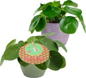 Kamerplanten van Botanicly – 2 × Pannenkoekenplant in keramische pot als set – Hoogte: 20 cm – Pilea Peperomioides