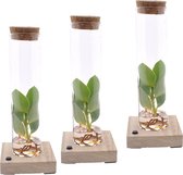 Kamerplanten van Botanicly – 3 × Clusia in tube met LED verlichting – Hoogte: 20 cm – Clusia