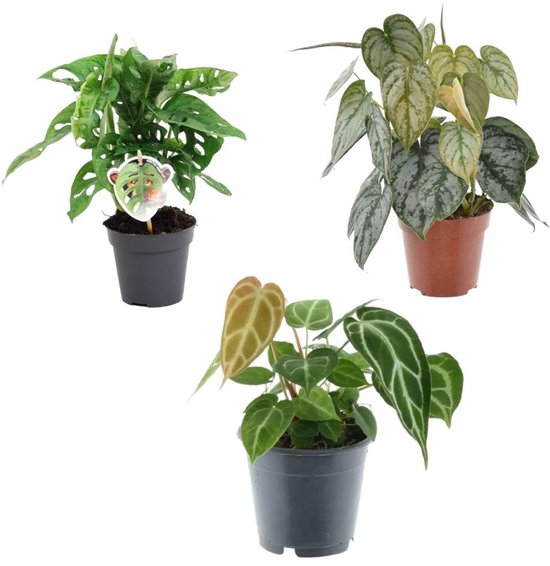 Groen mix 3 planten - Monstera obliqua 'Monkey Leaf' - 25 cm - ø12 - Philodendron Brandtianum - 35 cm - ø12 - Anthurium Chrystallium - 35 cm - ø12