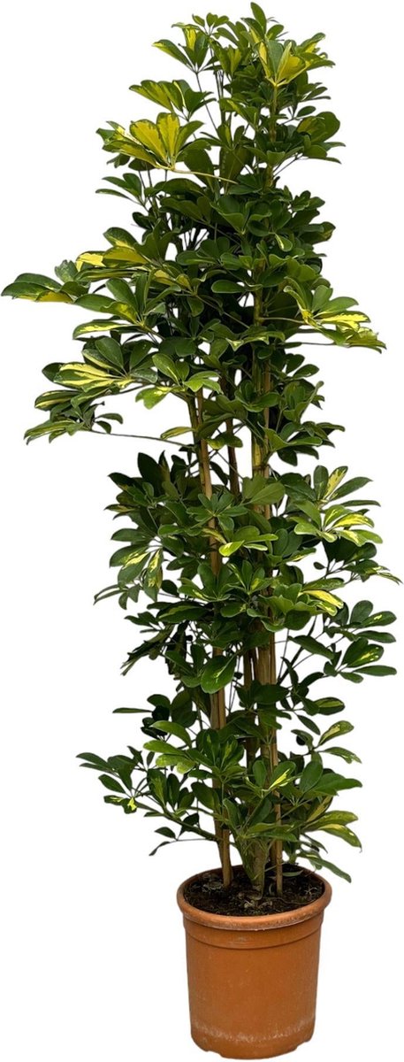 Schefflera Gold Capella struik - 160 cm - Ø30cm