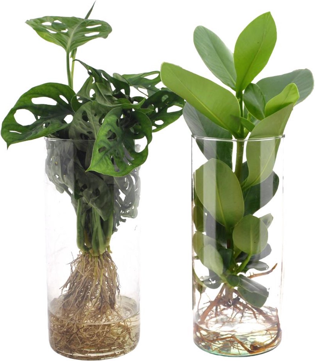 Green Harmony - Cylinder glas Duo Monstera/Clusia - 2 stuks - Ø12cm - 25-40cm
