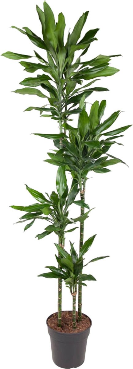 Dracaena Janet Lind - 180 cm - ø27