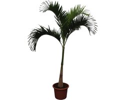 Green Harmony - Veitchia Merrillii - 250 cm - ø50