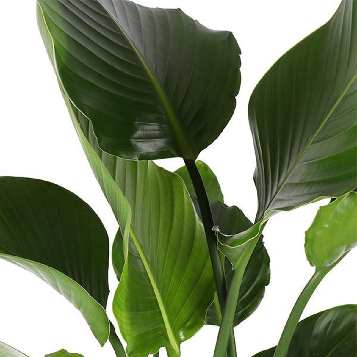 Green Harmony - Strelitzia Nicolai Ø24cm 120cm in Boule TAUPE pot