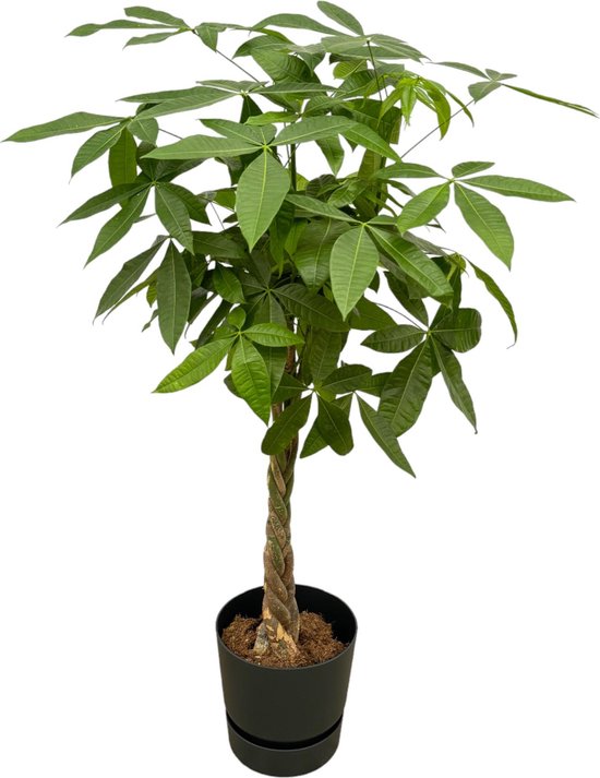 Plantenboetiek.nl | Pachira Aquatica inclusief elho Greenville Round zwart - Ø30cm - 125-140cm hoog - Kamerplant - Complete set - Plant met pot