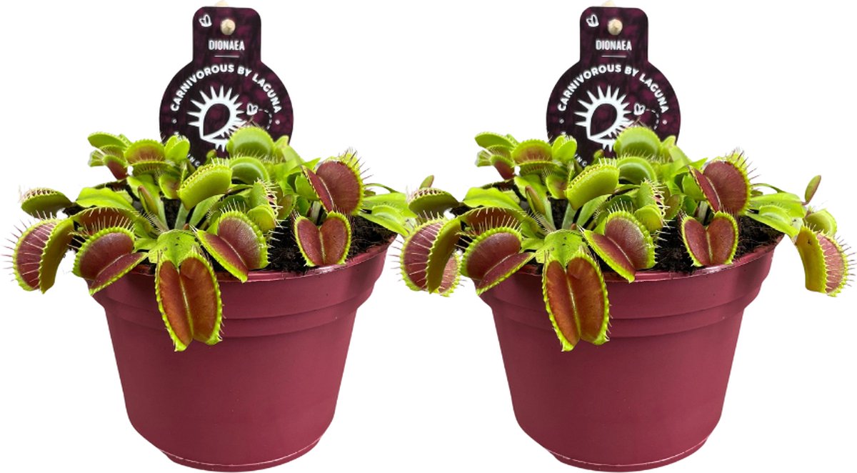 2x Dionaea Muscipula Plante Carnivore – Attrape-Mouches Facile D'Entretien Pot 12 Cm